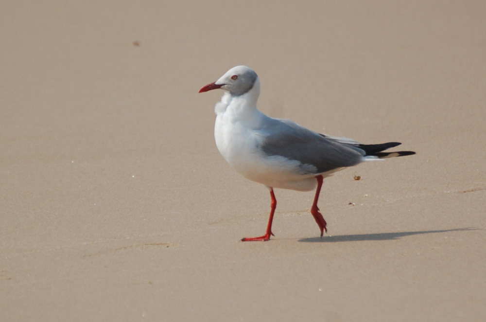 dal Sud Africa: Gabbiano testa grigia (Chroicocephalus cirrocephalus)